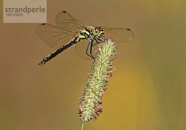 Schwarze Schlangenhalsvogel (Sympetrum danae)  erwachsenes Weibchen  ruhend auf Timotheusgras (Phleum pratense)  Finnland  Juli  Europa