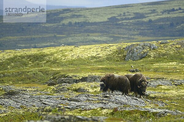 Moschusochse  Moschusochsen (Ovibos moschatus)  Huftiere  Paarhufer  Säugetiere  Tiere  Muskox adult pair  dominant bull and female standing on rocks in tundra habitat  Dovrefjell-Sunndalsfjella N. P. Oppdal  Norway  August