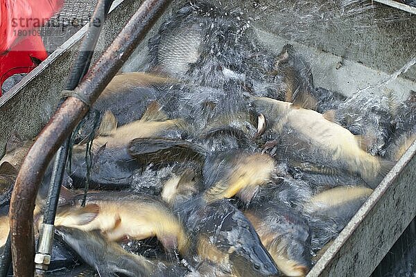Fische in Hebevorrichtung  Abfischen von Karpfenteich  Karpfen  Stradower Teiche  Vetschau  Spreewald  Brandenburg  Deutschland  Europa