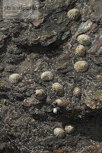 Die Gewöhnliche Napfschnecke (Patellidae) ist eine essbare Art der Meeresschnecke mit Kiemen  eine typische echte Napfschnecke  eine Meeresschnecke aus der Familie der