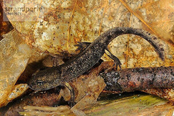 Feuersalamander (Salamandra salamandra) jung  zwischen Blattstreu unter Wasser  Italien  Europa