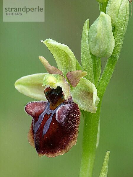 Frühe Spinnenorchidee der Mammosa (Ophrys mammosa)  Nahaufnahme der Blüte  Peloponesos  Südgriechenland  April