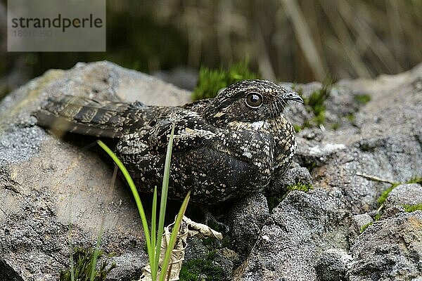 Trauernachtschwalbe  Trauernachtschwalben  Nachtschwalbe  Nachtschwalben  Tiere  Vögel  Blackish Nightjar (Caprimulgus nigrescens) adult male  standing on rocks  San Isidro  Napo Province  Ecuador  February  Südamerika