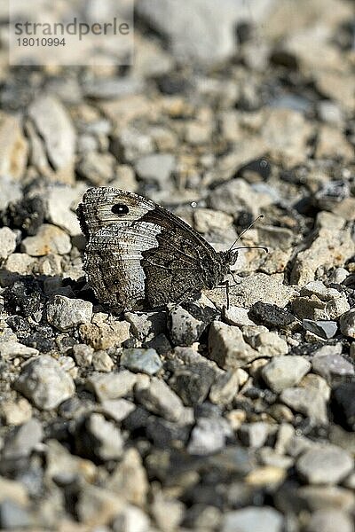 Großer Waldportier (Hipparchia fagi)  Große Waldportiere  Andere Tiere  Insekten  Schmetterlinge  Tiere  Woodland Grayling adult  resting on stones  Pyrenees  France  july