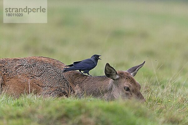 Rothirsch (Cervus elaphus) als Hirschkuh  mit erwachsener Dohle (Corvus monedula)  Fliegen fangend  auf dem Rücken sitzend  Bushy Park  Richmond an der Themse  London  England  Oktober