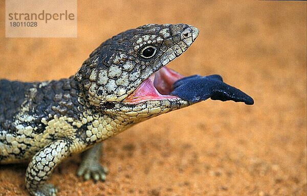 Fransenfinger  Andere Tiere  Reptilien  Tiere  Eidechsen  Jordan Lizard (Acanthodactylus grandis) Close-up  standing on rock
