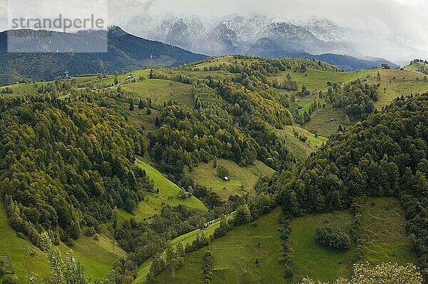 Blick auf Mischwald und Weiden an Berghängen  ferne Gipfel mit erstem Schnee im Herbst  südlich von Bran  Leaota-Gebirge  Südkarpaten  Rumänien  Oktober  Europa