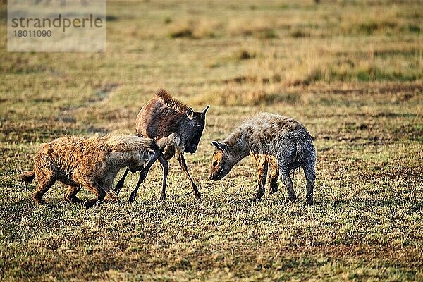 Tüpfelhyäne (Crocuta crocuta) tötet einen jungen Ost-Streifengnu (Connochaetes taurinus) Masai Mara National Reserve  Kenia  Afrika