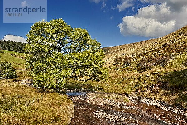 Esche  Gemeine Esche  Gewöhnliche Esche (Fraxinus excelsior)  Ölbaumgewächse  Common Ash habit  growing in valley beside upland river  Cwm Crew  Brecon Beacons N. P. Powys  Wales  October