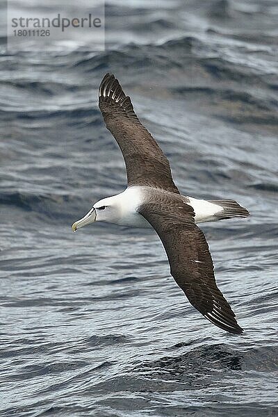 Weißkopfalbatros (Thalassarche steadi)  erwachsen  im Überseeflug  vor Neuseeland  März