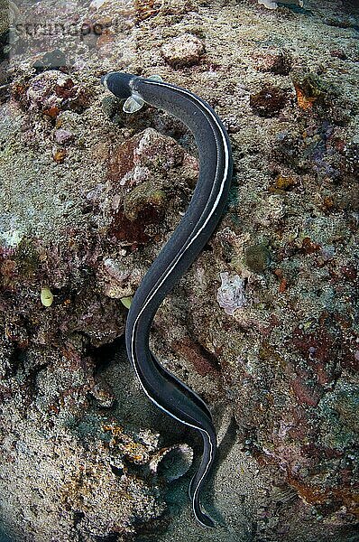 Ausgewachsener Dunkle-Schulter-Schlangenaal (Ophichthus cephalozona)  schwimmt über dem Riff  Lembeh-Straße  Sulawesi  Sunda-Inseln  Indonesien  Asien