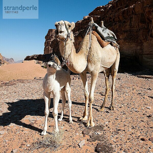 Dromedar (Camelus dromedarius) mit Jungtier  in der Wüste von Wadi Rum  Kleinasien  Indisches Kamel  Dromedar  Jordanien  Asien