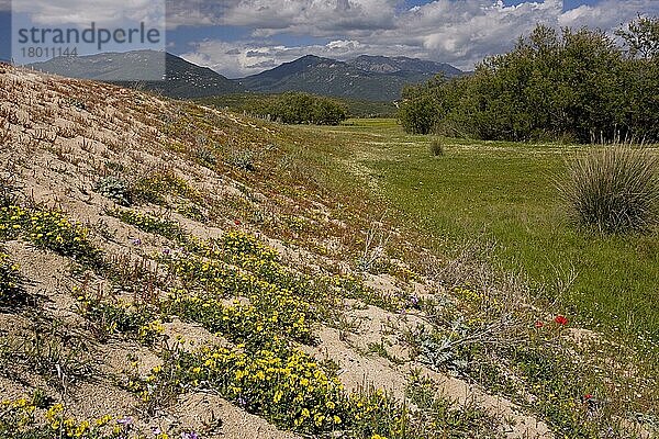 Mit Wildblumen bewachsenes Sanddünen-Lebensgebiet an der Ostküste  Propriano  Korsika  Frankreich  Europa