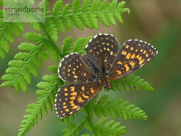 Scheinheide-Scheckenfalter (Melitaea diamina) erwachsenes Männchen  ruhend auf Frauenfarn (Athyrium filix-femina) Wedel  Italienische Alpen  Juli