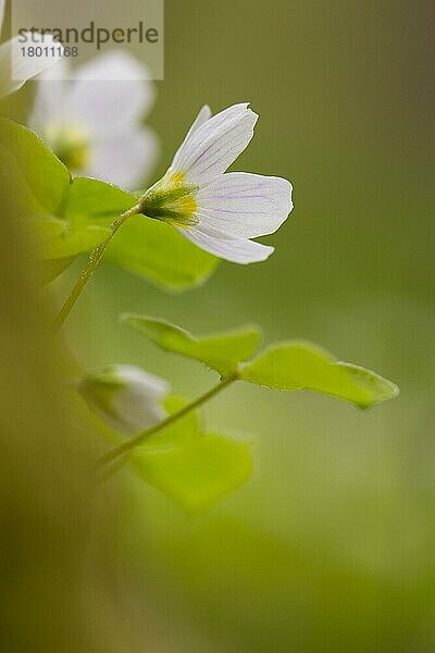 Waldsauerklee (Oxalis acetosella)  Sauerkleegewaechse  Wood Sorrel flowering  Powys  Wales  May