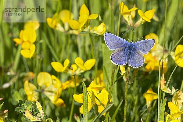 Gewöhnliches Blau (Polyommatus icarus)  erwachsenes Männchen  ruht zwischen den Blüten (Lotus corniculatus) des Vogelfuß-Dreiblatts  Leicestershire  England  Juni