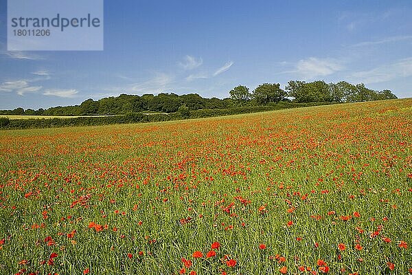 Mohnblütenmasse (Papaver rhoeas)  wächst in frisch gesätem Gras-Ley  Bere Regis  Dorset  England  Juli