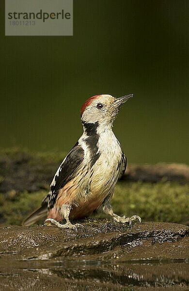 Erwachsener Mittelfleckspecht (Dendrocopos medius)  stehend am Beckenrand  Ungarn  Mai  Europa