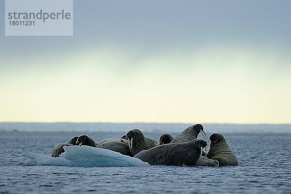 Gruppe von auf Eis ruhenden Walrossen (Odobenus rosmarus) Foxe Basin  Nunavut  Kanada  Nordamerika