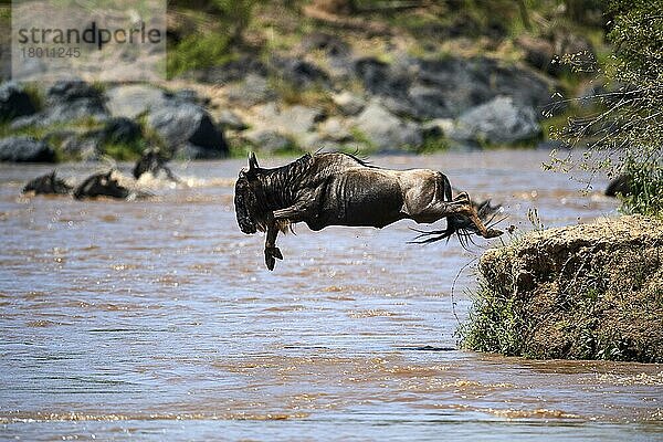 Streifengnu (Connochaetes taurinus) Sprung in den Mara-Fluss Great Migration  Masai Mara National Reserve  Kenia  Afrika
