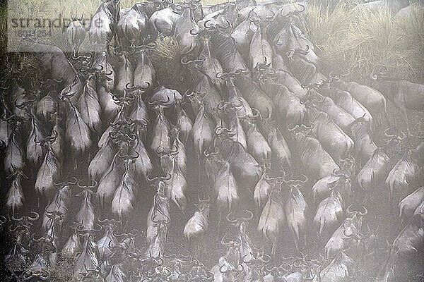 Östliche Weißbartgnu-Herde {Connochaetes taurinus} klettert nach Flussüberquerung ans Ufer. Masai Mara-Nationalreservat  Kenia  Afrika