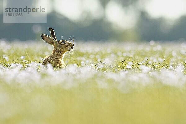 Europäischer Hase (Lepus europaeus)  erwachsene Fütterung in blühender Leinsamenkultur  South Norfolk  UK. Juli