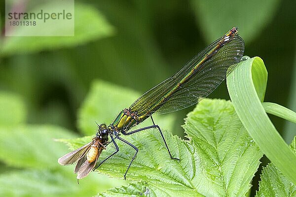 Agrion virgo  Blauflügel-Prachtlibelle  Blauflügel-Prachtlibellen (Calopteryx virgo)  Andere Tiere  Insekten  Libellen  Tiere  Beautiful Demoiselle adult female  feeding on moth prey  River White