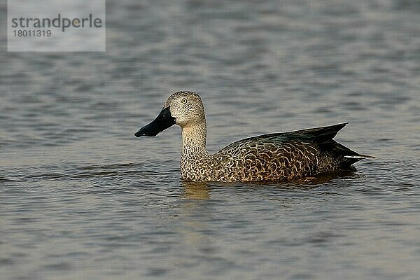 Cape Shoveler (Anas smithii) erwachsener Mann  schwimmend  Südafrika  August