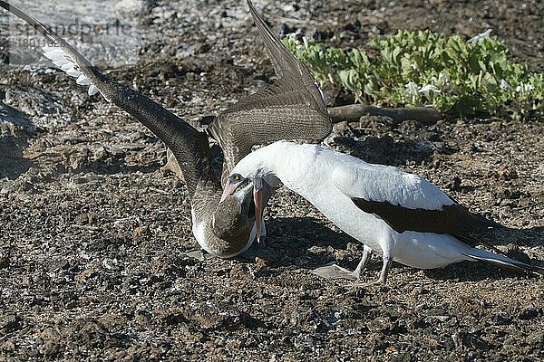 Nazcatölpel (Sula granti)  Maskentölpel  Tölpel  Ruderfüßer  Tiere  Vögel  Nazca booby regurgitating food to young