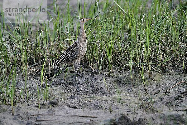 Wasserhahn (Gallicrex cinerea)  Wasserhähne  Rallen  Tiere  Vögel  Watercock adult  non-breeding plumage  foraging on mud  Bundala N.P.  Sri Lanka  February  Asien