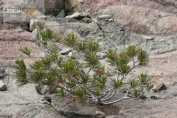 Weissrindenkiefer (Pinus albicaulis) Zwergform  auf Felsen wachsend  Klamath-Siskiyou-Gebirge  Nordkalifornien (U.) S. A. Juli
