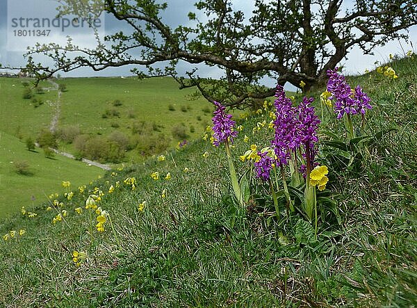 Frühe Purpurne Orchidee (Orchis mascula) und Schlüsselblume (Primula veris) blühend  wächst am Hang am Standort  Derbyshire Dales  Peak District  Derbyshire  England  Mai