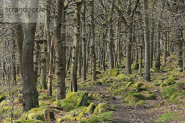Trauben-Eiche (Quercus petraea) Urwaldlebensraum mit Pfad  Padley Gorge  Dark Peak  Peak District N. P. Derbyshire  England  April