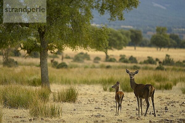 Iberischer Rothirsch (Cervus elaphus hispanicus)  Iberische Rothirsche  Hirsche  Huftiere  Paarhufer  Säugetiere  Tiere  Iberian Red Deer hind and calf  standing in dehesa habitat  Castilla La Mancha  Spain  September