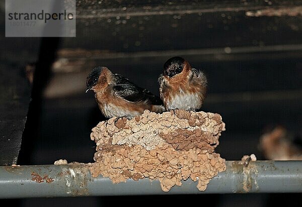 Höhlenschwalbe (Petrochelidon fulva poeciloma) zwei Erwachsene  die im Nest in der Brutstätte des Kellers schlafen  Marshall's Pen  Jamaika  Dezember  Mittelamerika