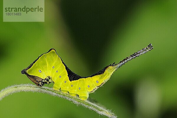 Großer Gabelschwanz (Cerura vinula)  Große Gabelschwaezne  Große Gabelschwänze  Zahnspinner  Insekten  Motten  Schmetterlinge  Tiere  Andere Tiere  Puss Moth caterpillar  resting on Oxfordshire  England  Großbritannien  Europa