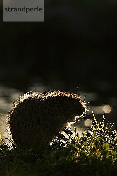 Ostschermaus  Ostschermäuse  Große Wühlmaus (Arvicola amphibius)  Große Wühlmäuse  Wasserratte  Schermaus  Mollmaus  Wasserratten  Schermäuse  Mollmäuse  Mäuse  Maus...