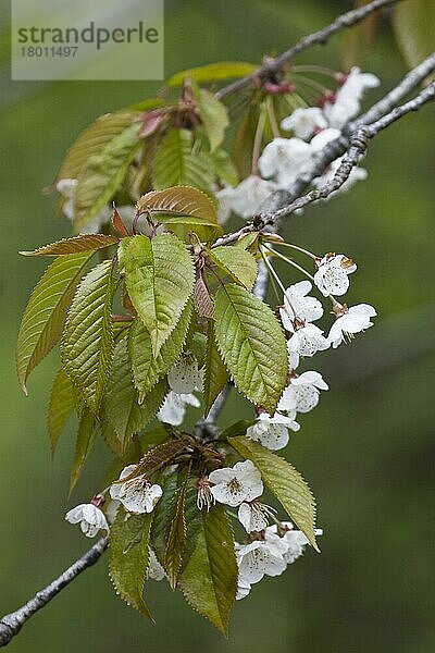 Wildkirsche (Prunus avium) Nahaufnahme der Blätter und Blüten  Dorset  England  April