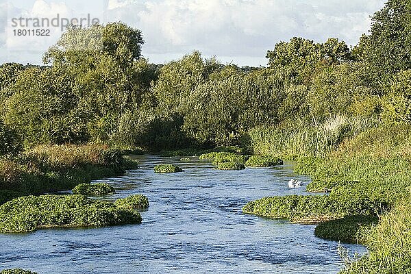 Ansicht des Lebensraums Kreidebach  River Frome  Tincleton  Dorset  England  Sommer