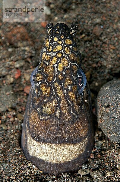 Erwachsener Napoleon-Schlangenaal (Ophichthus bonaparti)  Nahaufnahme des Kopfes  am Eingang des Baues im Sand  Seraya  Bali  Kleine Sunda-Inseln  Indonesien  Dezember  Asien