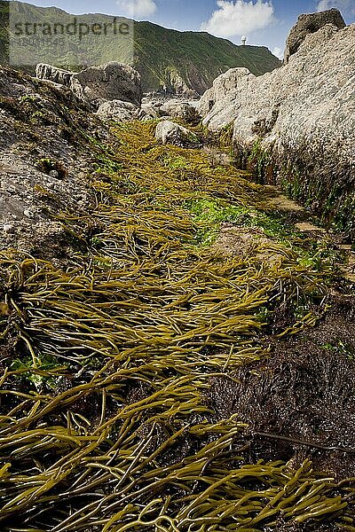 Braunes Stimmgabelkraut (Bifurcaria bifurcata) mit anderen Meeresalgen  bei Ebbe an Felsen in einem Felspool befestigt  Shipload Bay  Hartland Point  Nord-Devon  England  August