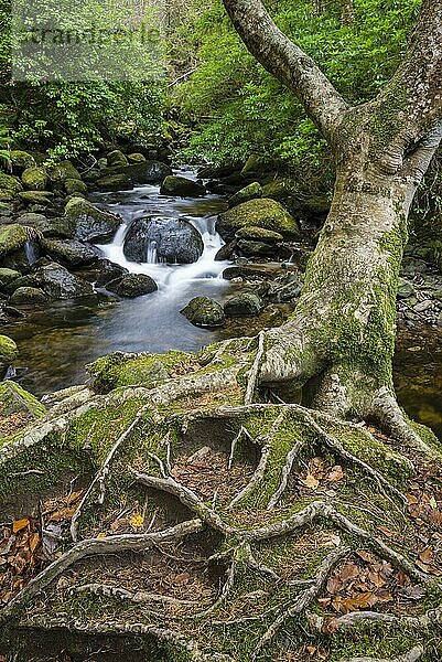 Wurzeln von Baum- und Waldbach  in der Nähe des Torc-Wasserfalls  Owengarriff-Fluss  Killarney N.P.  Grafschaft Kerry  Munster  Irland  Dezember  Europa