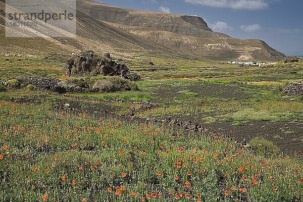 Langköpfige Mohnblütenmasse (Papaver dubium)  wächst am Standort  Lanzarote  Kanarische Inseln  März