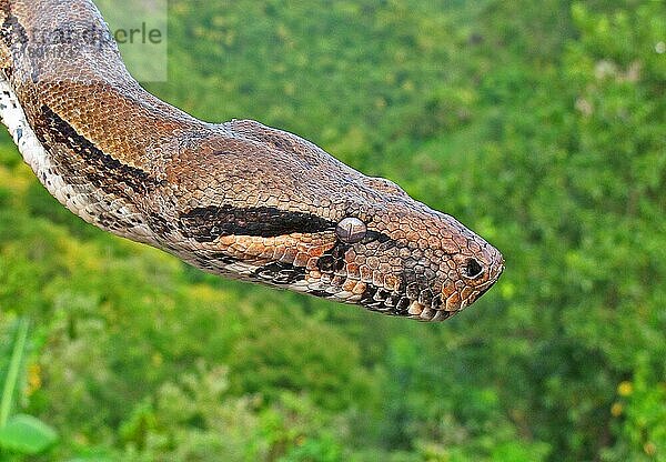 Boa Constrictor (Boa constrictor orphias) erwachsen  Nahaufnahme des Kopfes  bereit zur Hautabschilferung  St. Lucia  Windward-Inseln  Kleine Antillen  Dezember  Mittelamerika
