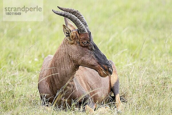 Topi (Damaliscus korrigum) erwachsen  auf kurzem Gras ruhend  Masai Mara  Kenia  Oktober  Afrika