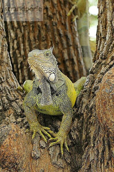 Grüner Leguan (Iguana iguana)  Grüner Leguan  Grüne Leguane  Grüne Leguane  Andere Tiere  Leguane  Reptilien  Tiere  Green Iguana adult  sitting in tree  Parque Bolivar  Guayaquil  Ecuador  Südamerika