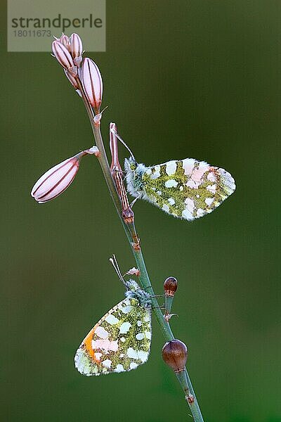 Gruners Orangenspitze (Anthocharis gruneri) zwei erwachsene Männchen  auf dem Stamm des Weißen Asphodels (Asphodelus albus) schlafend  Peloponesos  Südgriechenland  April