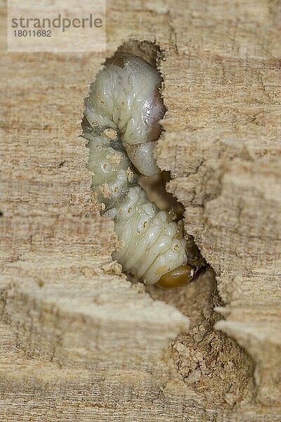Dorcus parallelopipedus  Balkenschröter (Dorcus parallelipipedus)  Andere Tiere  Insekten  Käfer  Tiere  lesser Stag Beetle  larva  in decaying elm wood