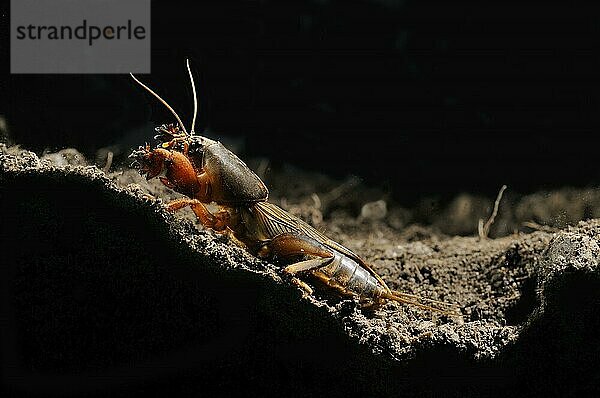 Europäische Maulwurfsgrille (Gryllotalpa gryllotalpa)  Gemeine Maulwurfsgrille  Europäische Maulwurfsgrillen  Gemeine Maulwurfsgrillen  Andere Tiere  Insekten  Tiere  European Mole Cricket