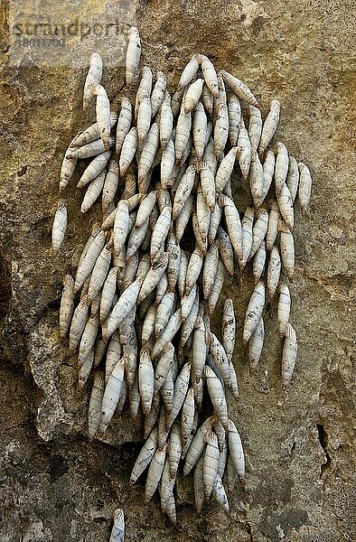 Andere Tiere  Schnecken  Tiere  Weichtiere  Cretan Door Snail (Albinaria inflata) group  ästivating on rock  Imbros Gorge  West Crete  Greece  April